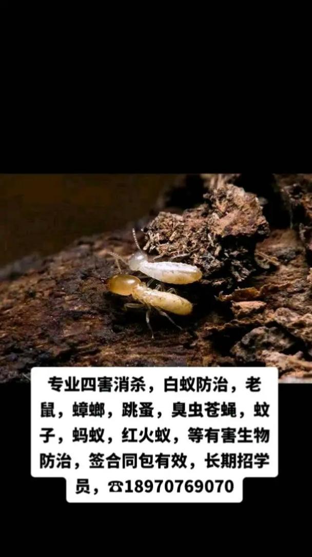 金华市婺城区专业四害消杀,白蚁防治,老鼠,蟑螂,跳蚤,臭虫苍