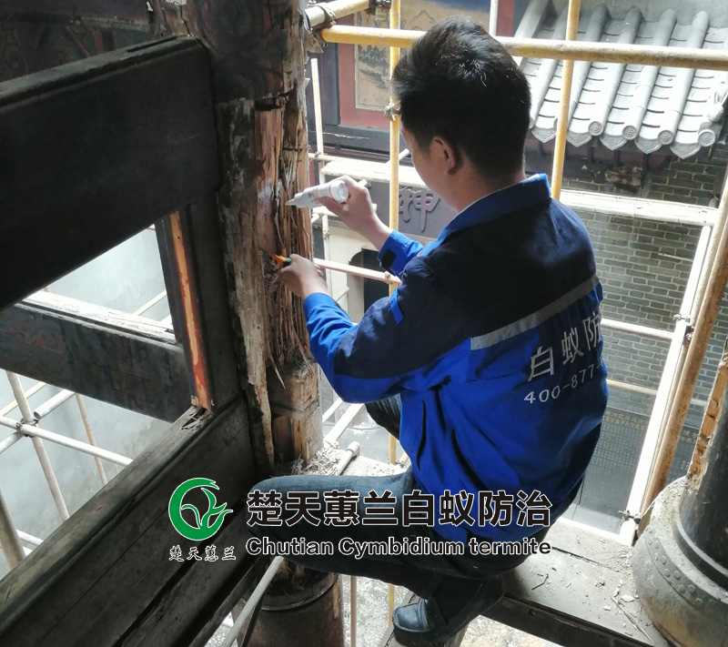 小区白蚁防治需求激增，楚天蕙兰白蚁防治机构获多方赞誉