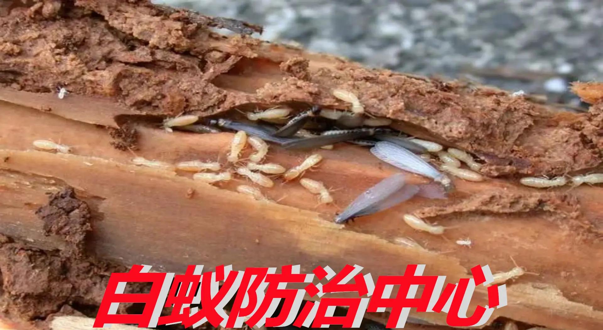 家中防蚁必读！常见白蚁种类与高效防治方法全指南