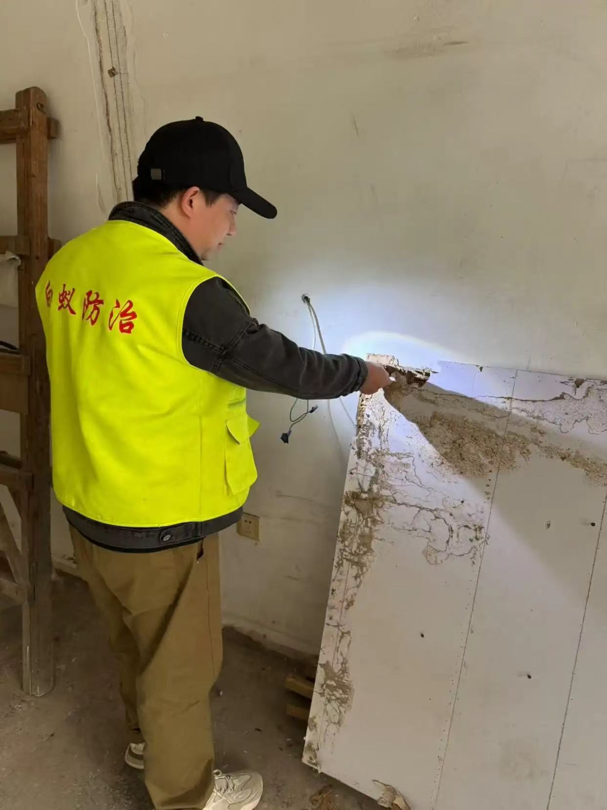 秀洲区白蚁防治与生态保护并重 科学应对白蚁威胁